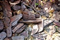 Closeup on pieces of wood wedges chips on the ground under the shade