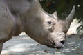 A close up photo taken on the head of a White Rhinoceros