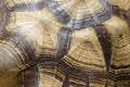 A close up photo taken on a Ploughshare Tortoise shell pattern Royalty Free Stock Photo