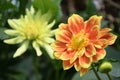 A close up photo taken on a bright yellow Dahlia flower Royalty Free Stock Photo