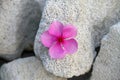 close up photo of Tapak Dara flower on limestone.