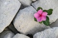 close up photo of Tapak Dara flower on limestone.