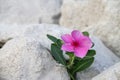 close up photo of Tapak Dara flower on limestone.