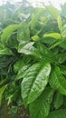 Tea Leafes