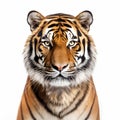Hyperrealistic Tiger Portrait In 8k Resolution Royalty Free Stock Photo
