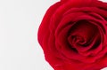 Close up photo of tender beautiful delicate rose of sexy red coral color. Royalty Free Stock Photo