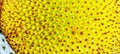 Close-up photo texture of jackfruit skin Royalty Free Stock Photo