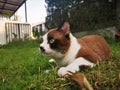 Close-up photo of Thai cat Has dark brown hair mixed with white. Lie down on the green grass and looking at something Royalty Free Stock Photo