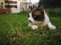 Close-up photo of Thai cat Has dark brown hair mixed with white. Lie down on the green grass. and looking at something Royalty Free Stock Photo