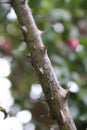 Close-up photo. Thorny Flowers. Rose branches with thorns.