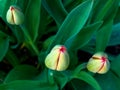 A close-up photo of three green tulip buds with red tips on a background of green leaves. A bud of a young tulip flower. Flower on Royalty Free Stock Photo