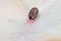 Close-up photo of a tick attached to dog skin