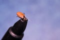 Close-up photo of a tick attached to dog skin Royalty Free Stock Photo