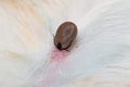 Close-up photo of a tick attached to dog skin