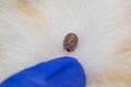 Close-up photo of a tick attached to dog skin Royalty Free Stock Photo
