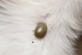 Close-up photo of a tick attached to the skin of a kitten