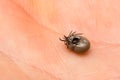 Close-up photo of a tick couple male and female on human skin