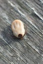 Close-up Photo of Tick on Wooden Background