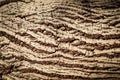 Close up photo of a tree trunk with abstract lines