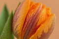 Close up photo of tulip flowers with macro detail. Royalty Free Stock Photo