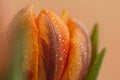 Close up photo of tulip flowers with macro detail. Royalty Free Stock Photo