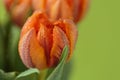 Close up photo of tulip flowers with macro detail Royalty Free Stock Photo