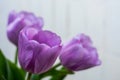 Photo of tulips buds with lilac petals in partial defocus together with background Royalty Free Stock Photo