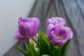 Photo of tulips buds with lilac petals in partial defocus together with gray background Royalty Free Stock Photo