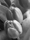 Tulips close up, black and white Royalty Free Stock Photo