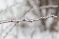 Close up photo of twig with red thorns covered with ice Royalty Free Stock Photo