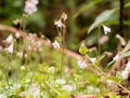 Close-up photo of twinflowers (Linnea borealis) in a Nordic forest Royalty Free Stock Photo