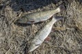 Close up photo of two asps laying on the dried grass. Royalty Free Stock Photo