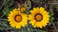 Close-up photo of two beautiful yellow garden flowers Gazania Gazania linearis in a flower bed in the Park Royalty Free Stock Photo
