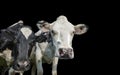 A close up photo of two Cows isolated on a black background