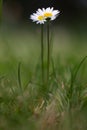 Close-up photo of two daisies growing in a lush green grassy field Royalty Free Stock Photo