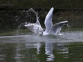 Close-up photo of two gulls fighting for fish. Royalty Free Stock Photo