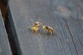 Close up photo of two wasps on balcony