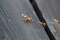 Close up photo of two wasps looking towards camera