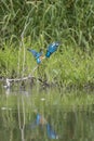 Close-up photo of two young kingfishers against a background of a green bushes.