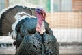 close up photo of ugly domestic male turkey head with red skin and red featherss