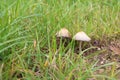 Unidentified mushroom in the vivid green grass detail Royalty Free Stock Photo