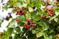 Close up photo of unripe and ripe blackberry fruits on a shrub in a garden Royalty Free Stock Photo