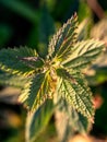 Close up photo of Urtica dioica from above Royalty Free Stock Photo