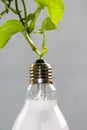 close up portrait of a used light bulb with leaves in the background.