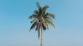 close up photo of a very tall coconut tree with a bright blue sky Royalty Free Stock Photo