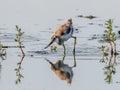 Close-up photo of very young rare wader with a long thin beak curved upwards.