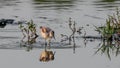 Close-up photo of very young rare wader with a long thin beak curved upwards.