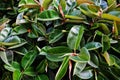 Close-up photo of vibrant green tropical leaves of ficus plant.