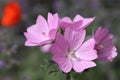 Pink musk mallow blooming on a perfect summer day Royalty Free Stock Photo