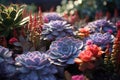 Close-up photo of a vibrant succulent Echeveria plants garden